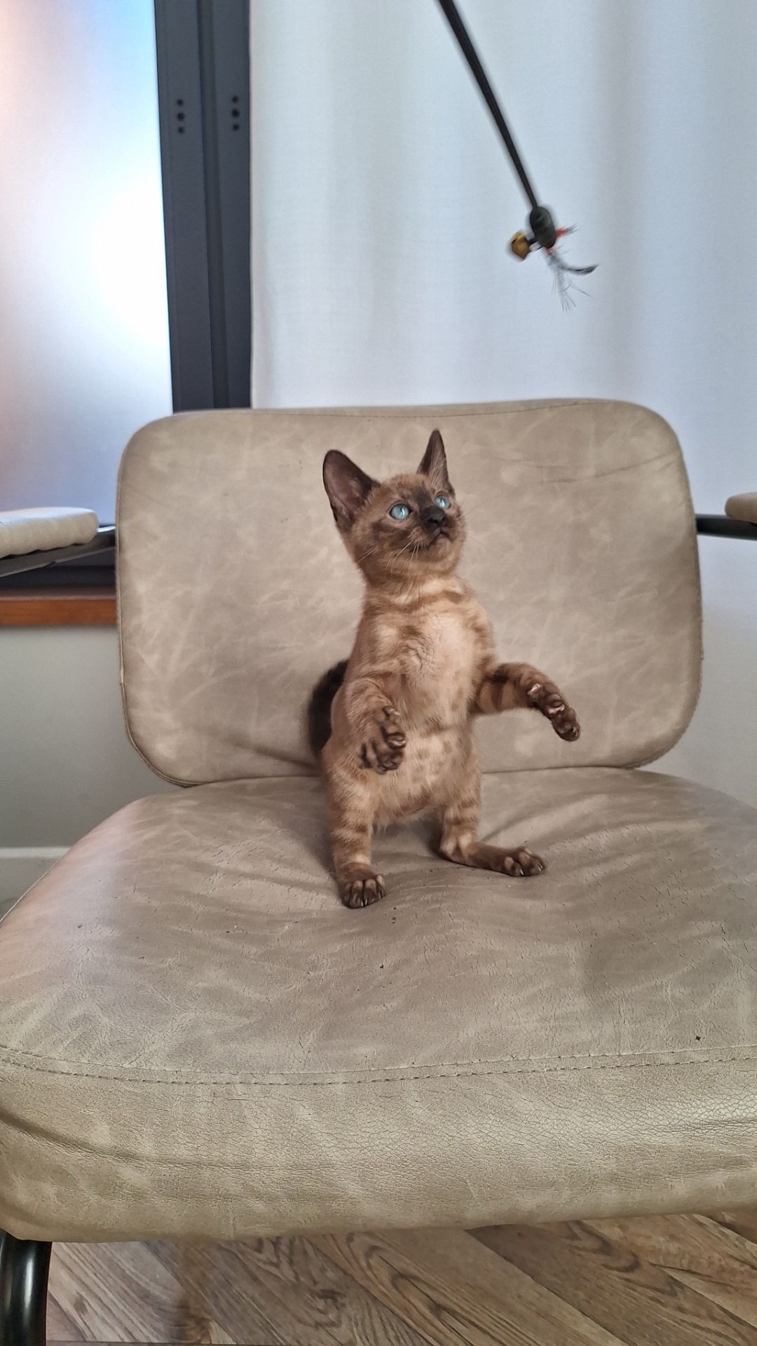 Кошеня шоу класа шикарного окрасу