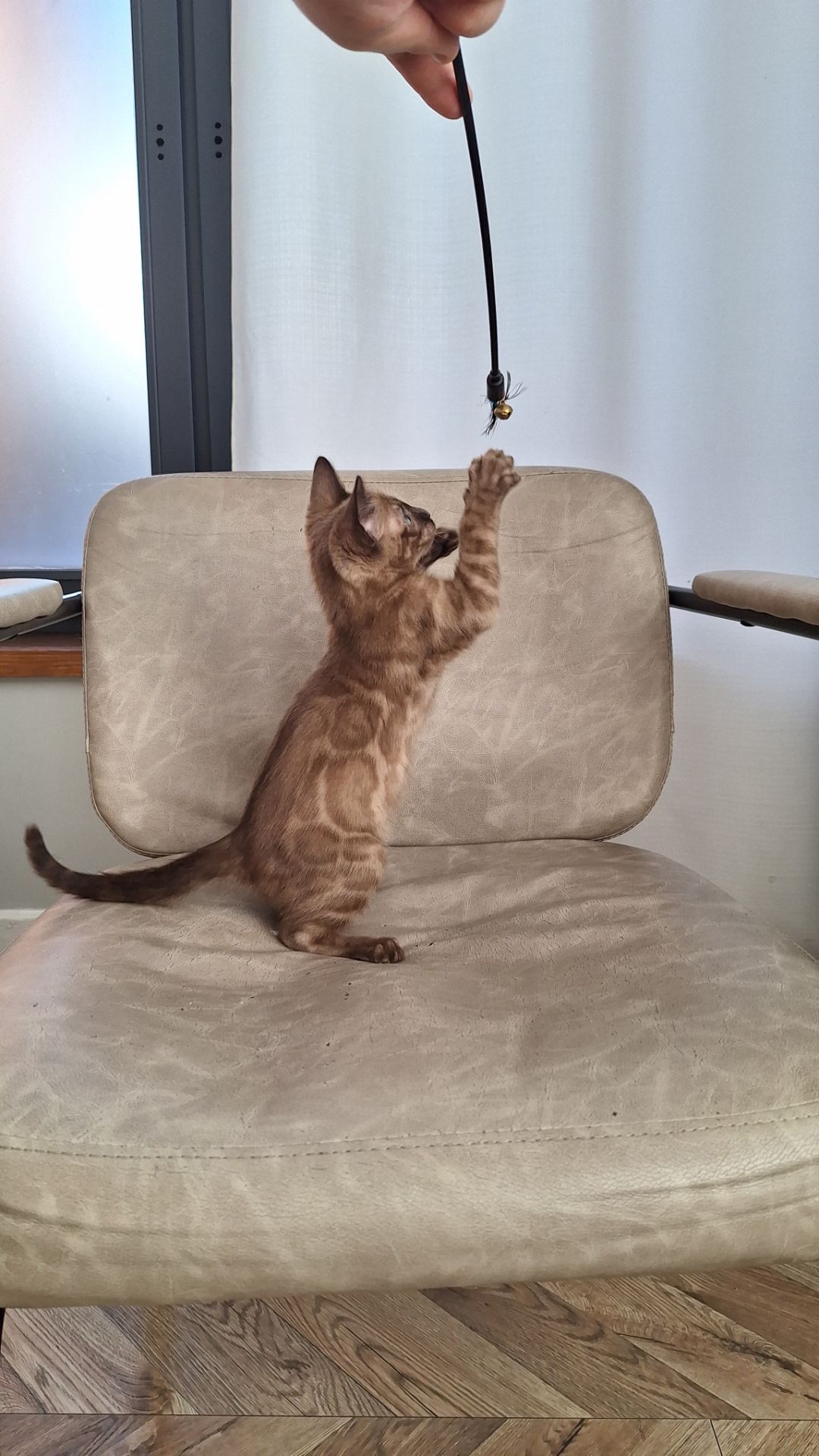 Кошеня шоу класа шикарного окрасу