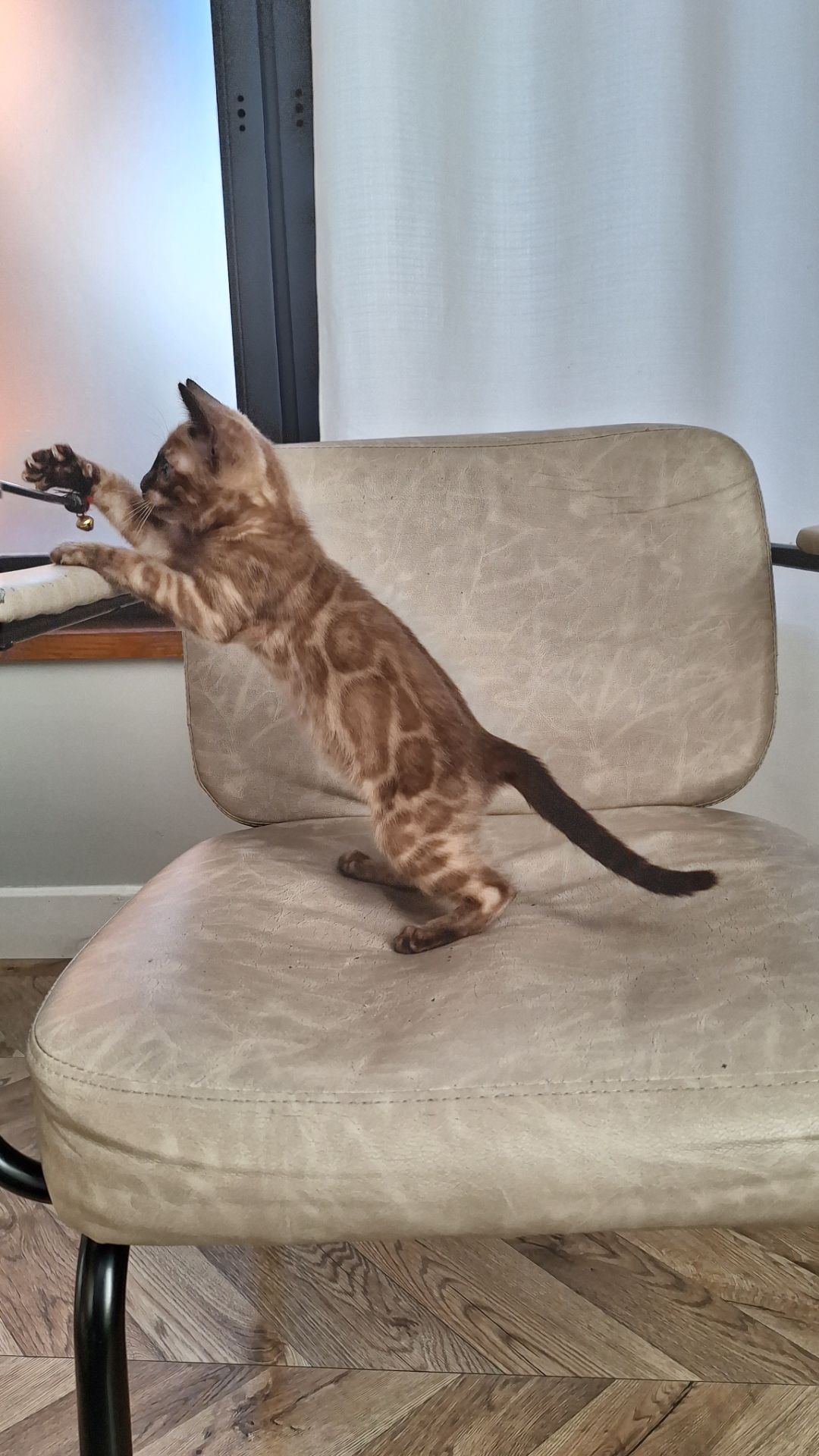 Кошеня шоу класа шикарного окрасу