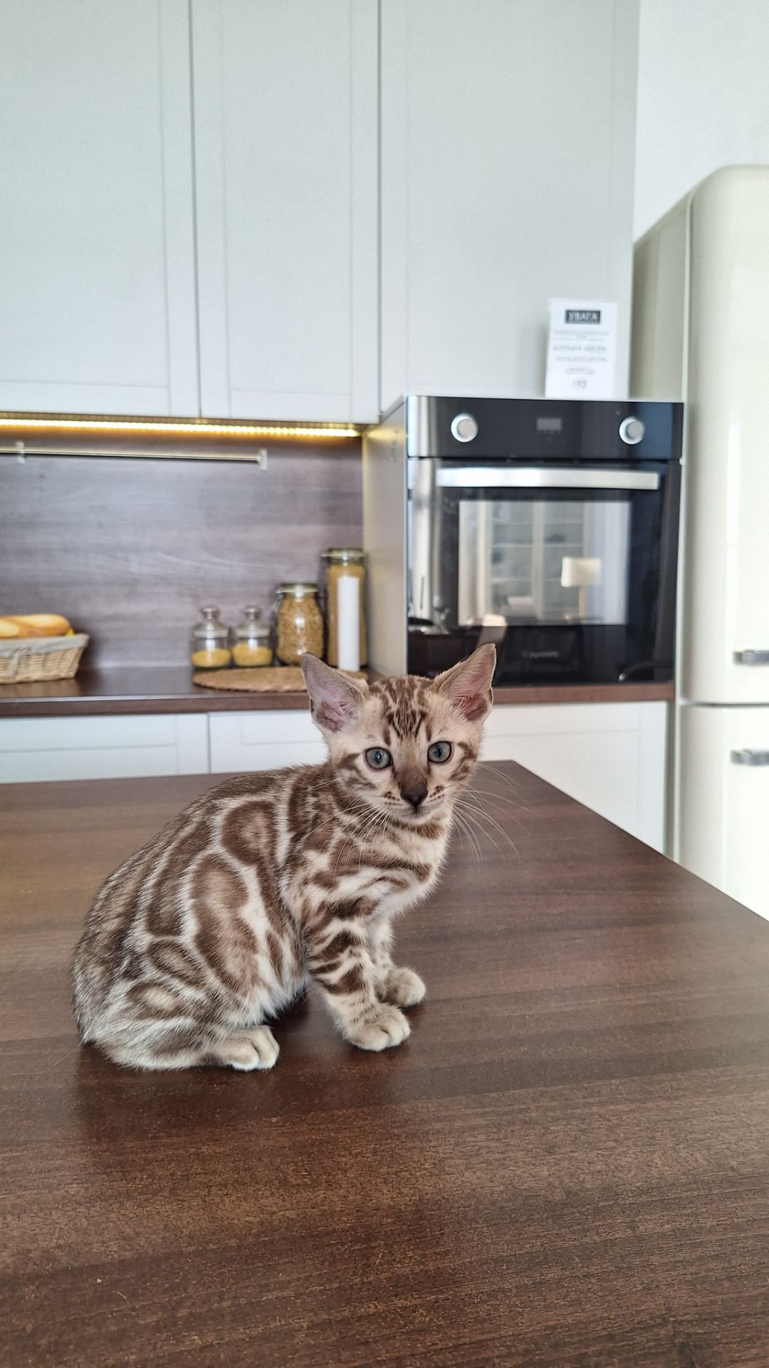 Шикарні бенгальські кошенята