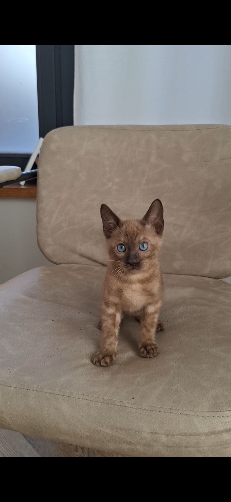 Кошеня шоу класа шикарного окрасу