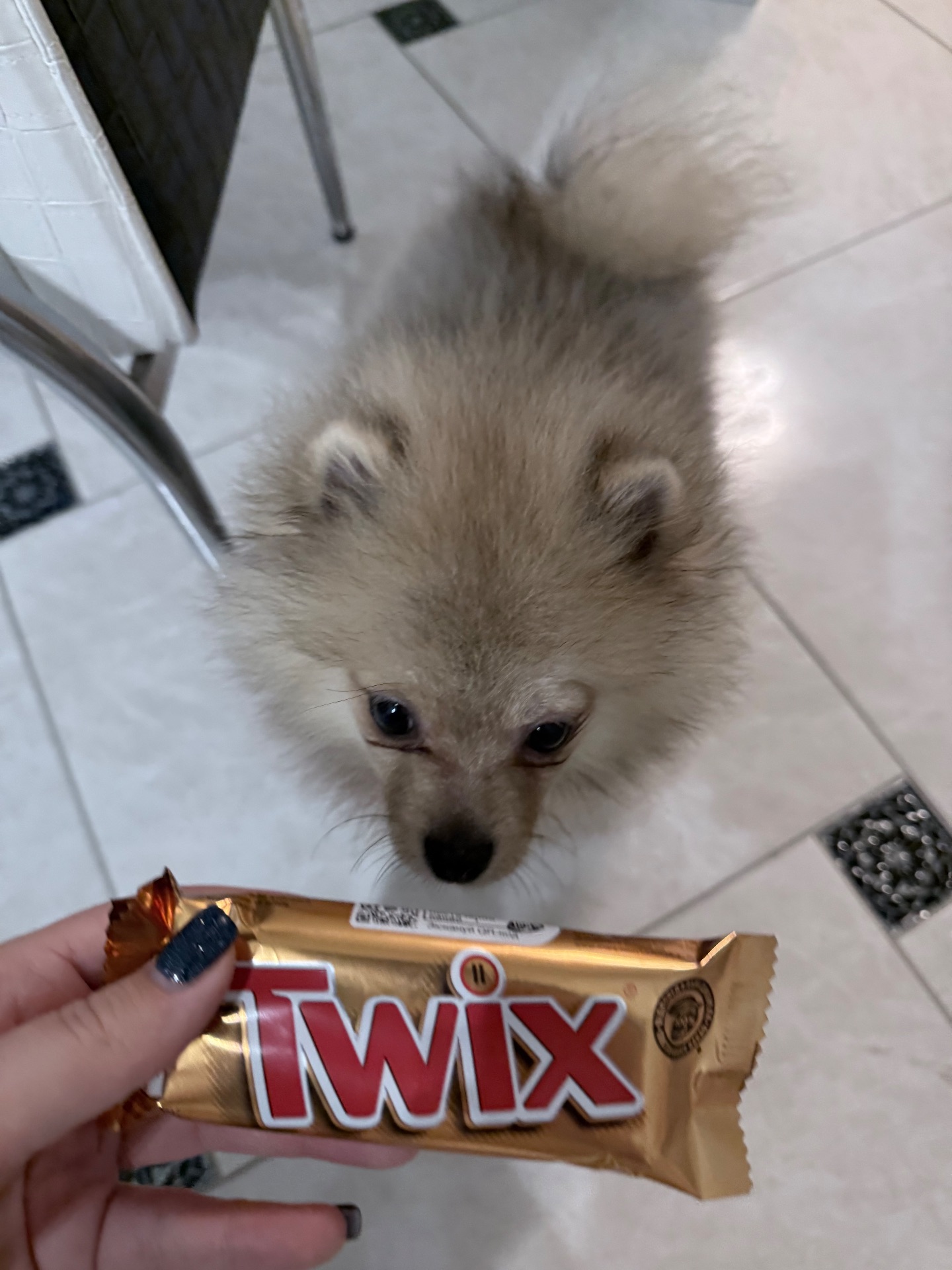 Продам померанського шпіца недорого бо терміново