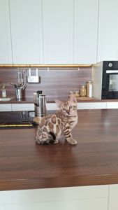 Шикарні бенгальські кошенята