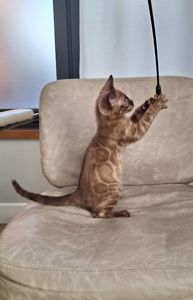 Кошеня шоу класа шикарного окрасу