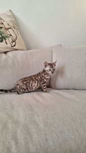 Шикарні бенгальські кошенята