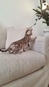 Шикарні бенгальські кошенята