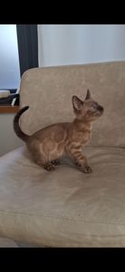 Кошеня шоу класа шикарного окрасу