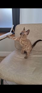 Кошеня шоу класа шикарного окрасу