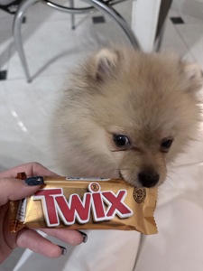 Продам померанського шпіца недорого бо терміново