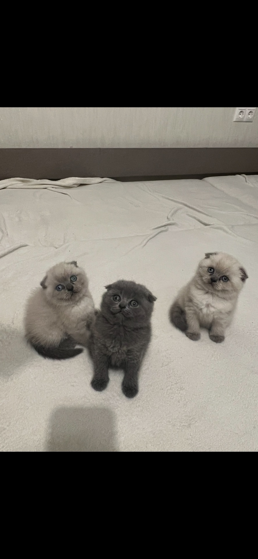 Кошенята блю поінт