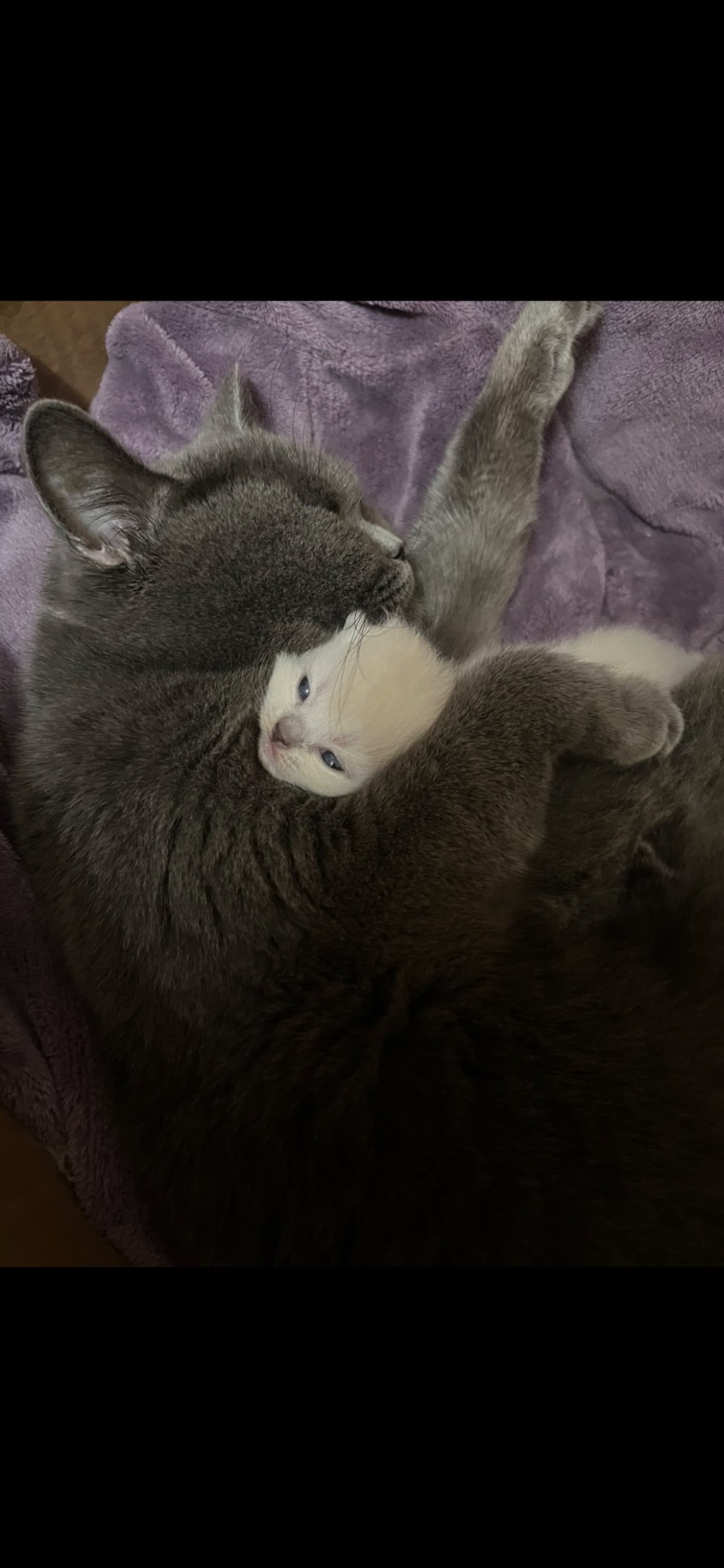 Кошенята блю поінт