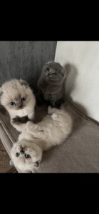 Кошенята блю поінт