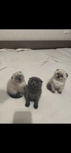 Кошенята блю поінт