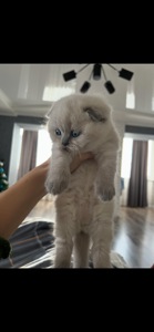 Кошенята блю поінт