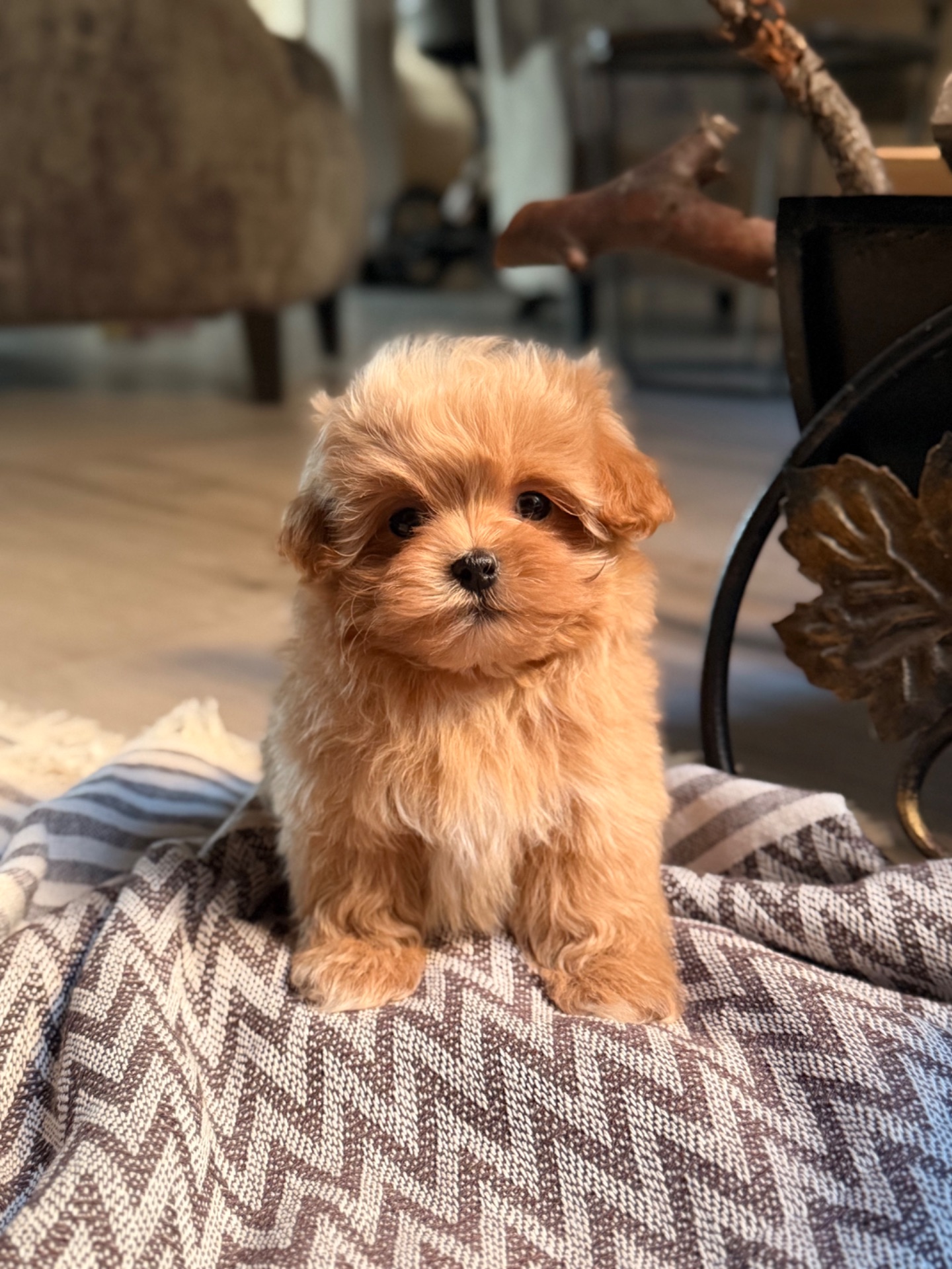 Мікро мальтіпу хлопчик, європейські лінії, 1,7–2 кг дорослий, 1500€