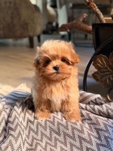 Мікро мальтіпу хлопчик, європейські лінії, 1,7–2 кг дорослий, 1500€