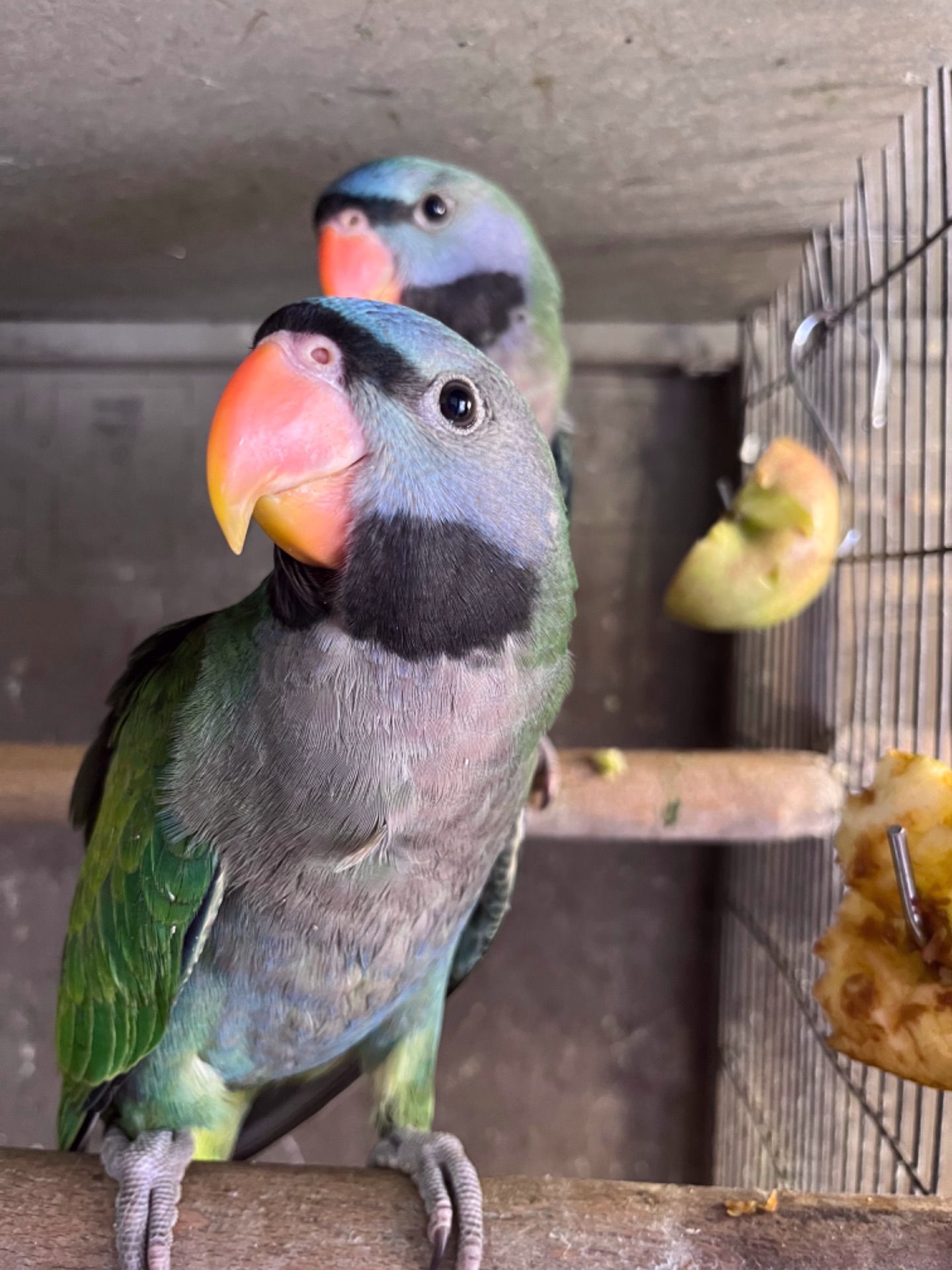 Говорящі Китайські намистові папуги, ручні, цікаві