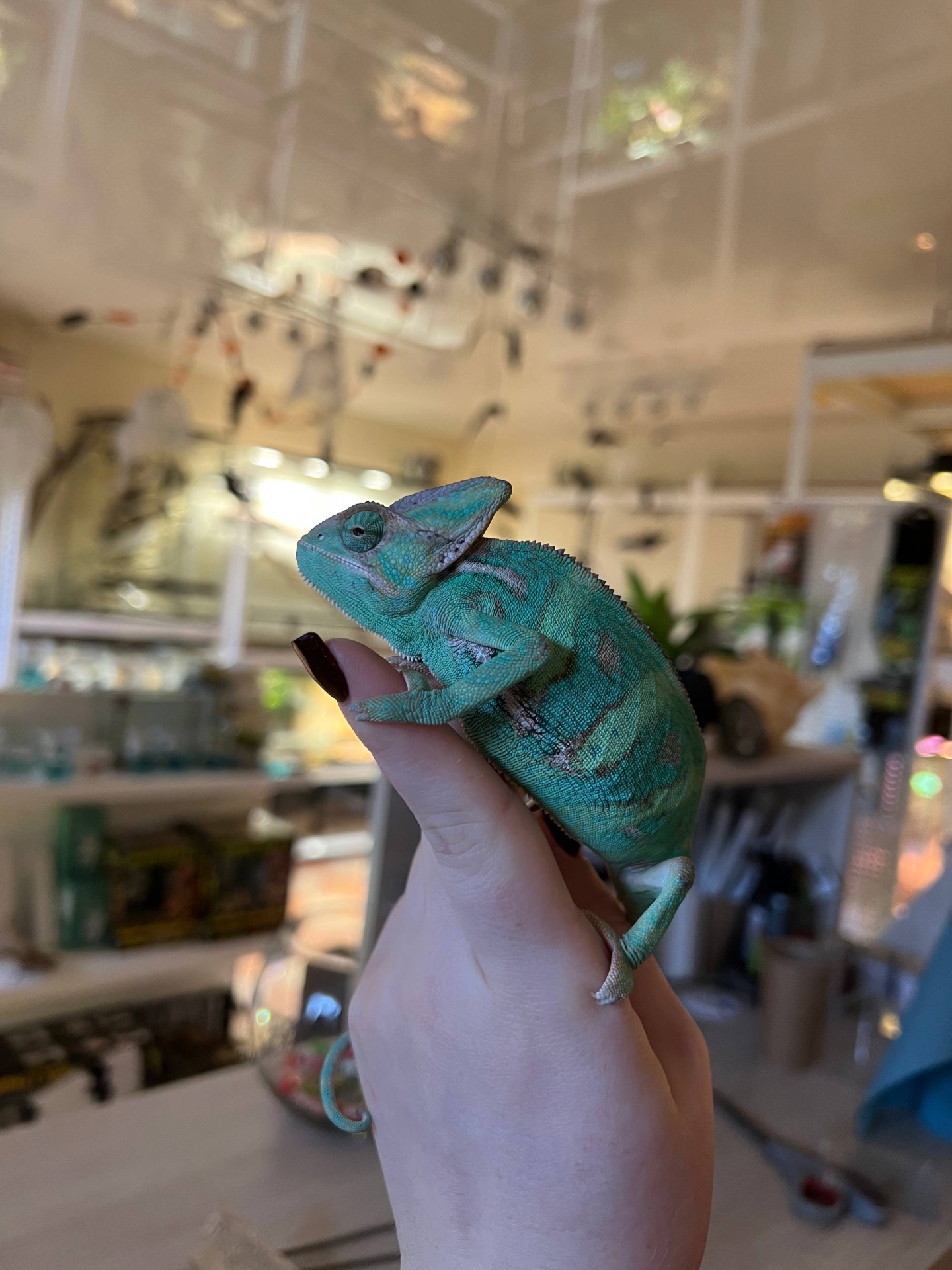 Єменський хамелеон