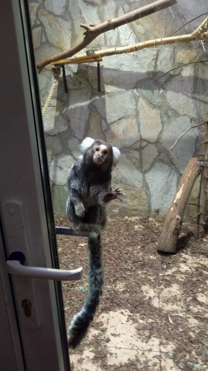 Інгрунка мавпочка молоді, самці та самки