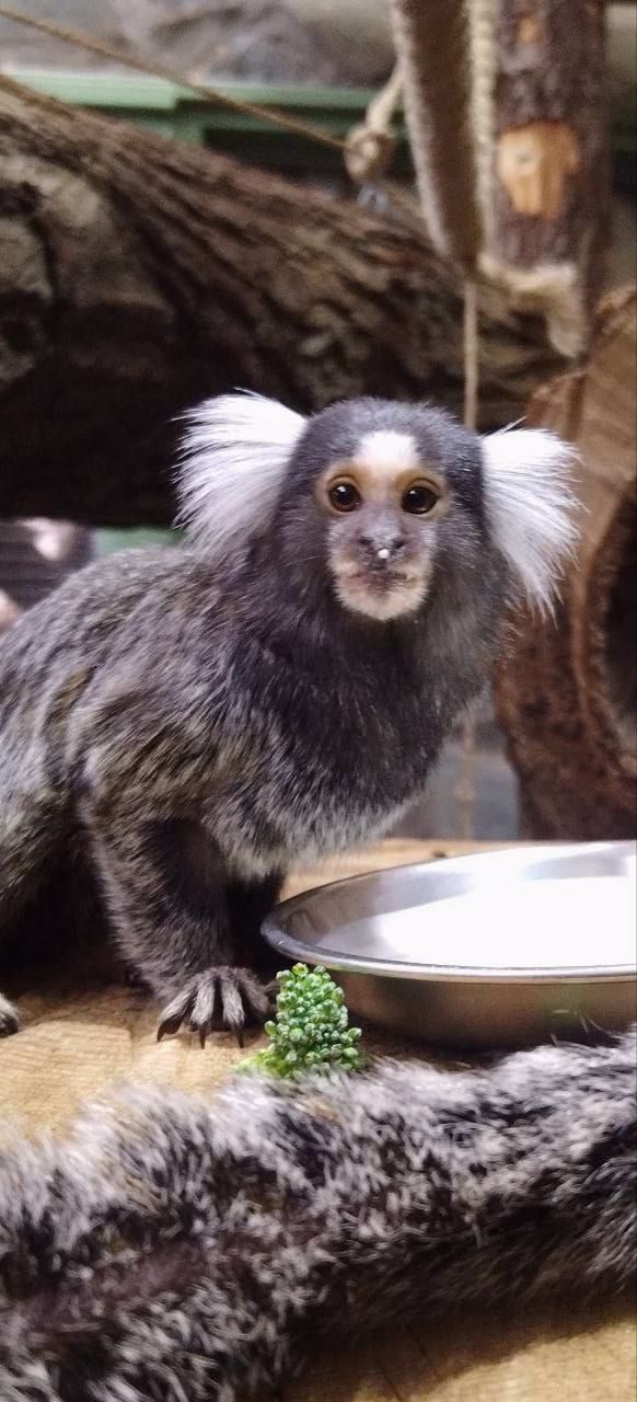 Інгрунка мавпочка молоді, самці та самки