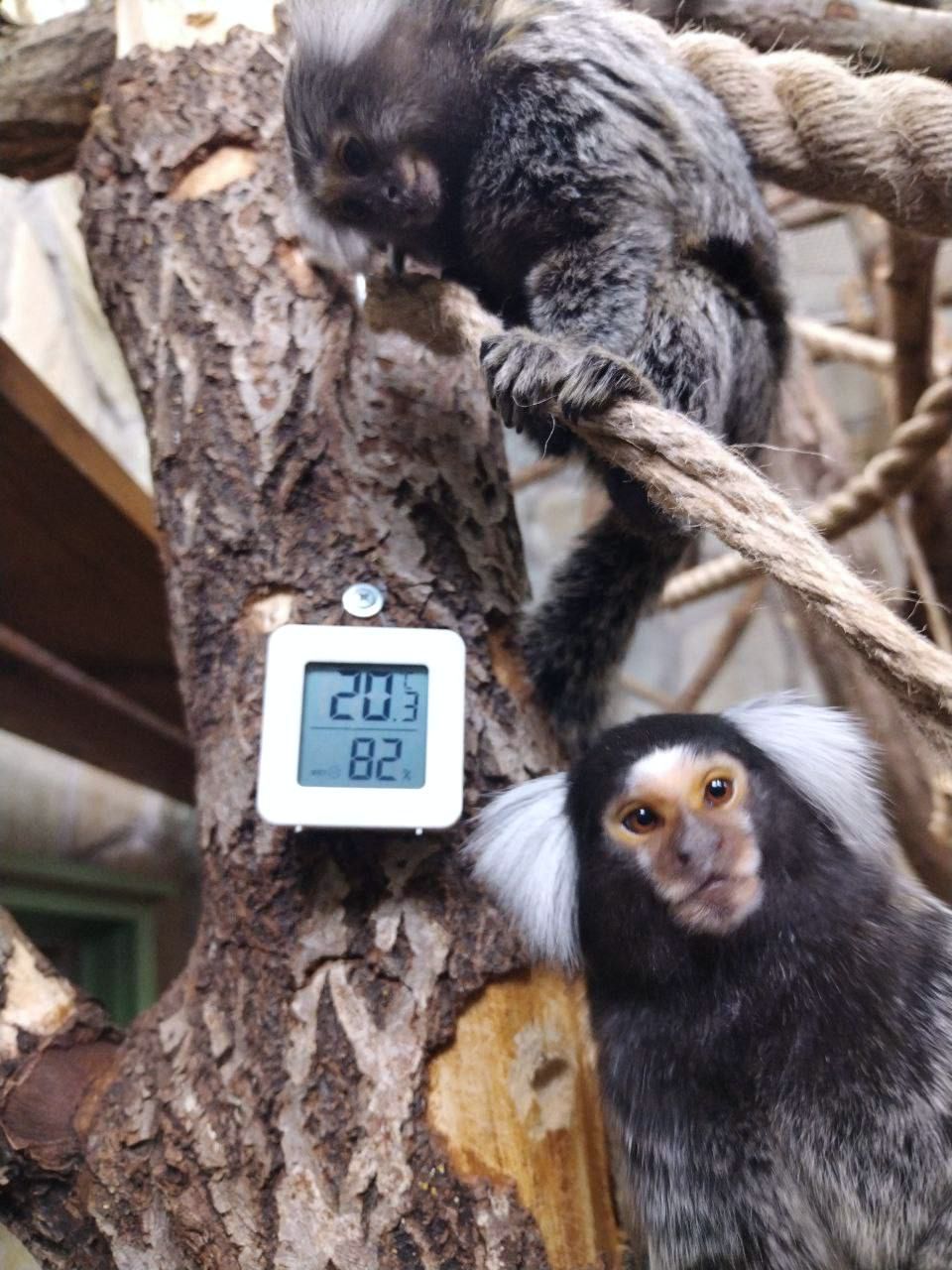 Інгрунка мавпочка молоді, самці та самки