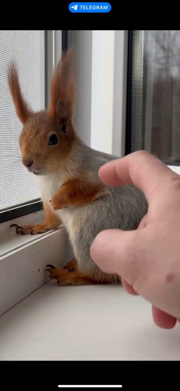 Декоративна білочка для вашого саду, будинку, території