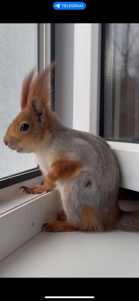 Декоративна білочка для вашого саду, будинку, території