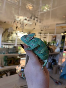 Єменський хамелеон