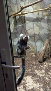 Інгрунка мавпочка молоді, самці та самки