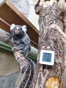 Інгрунка мавпочка молоді, самці та самки