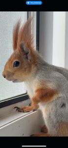 Декоративна білочка для вашого саду, будинку, території