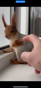 Декоративна білочка для вашого саду, будинку, території