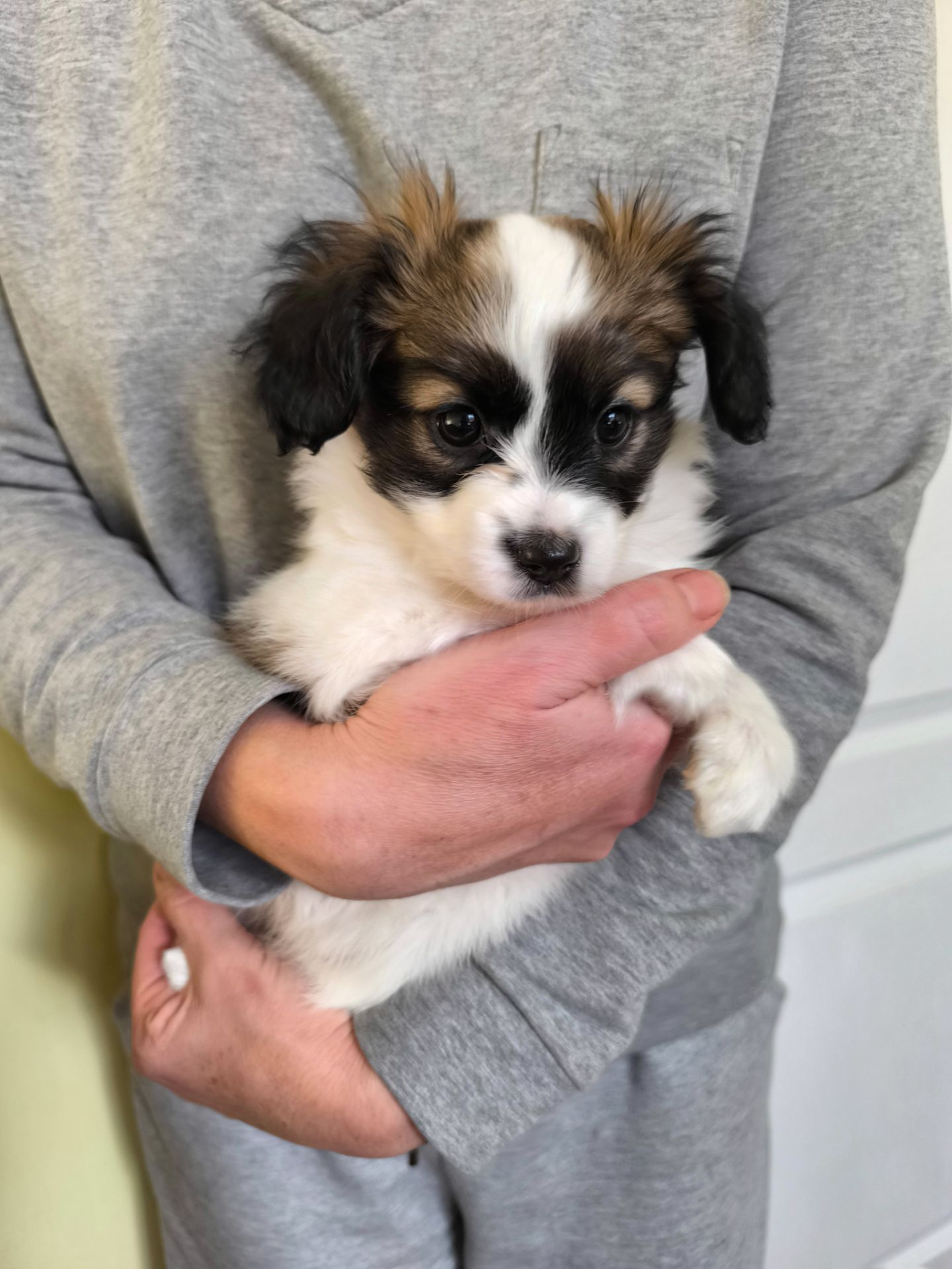 Щенки породы Папильон и фален