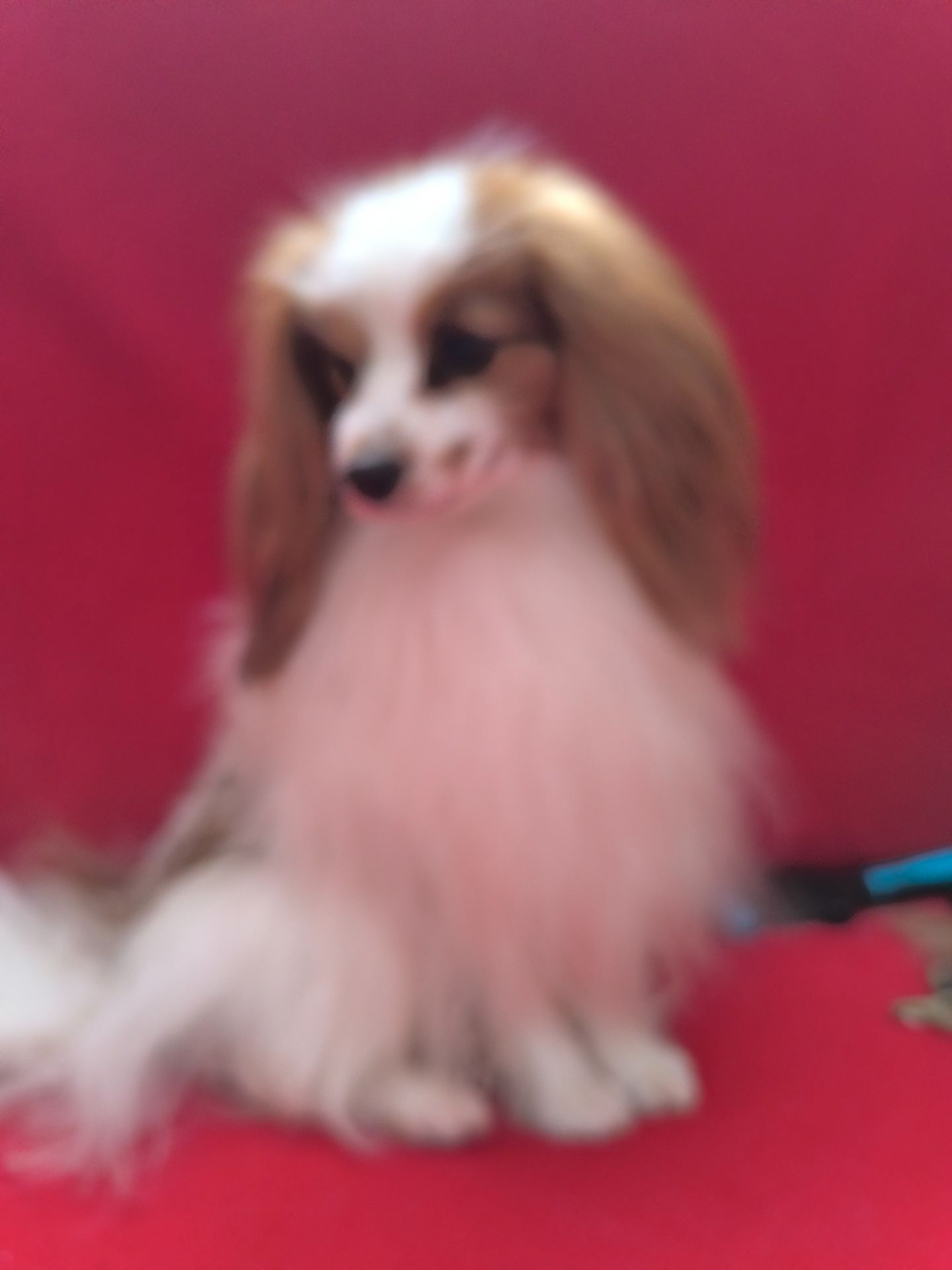 Щенки породы Папильон и фален