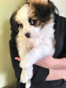 Щенки породы Папильон и фален