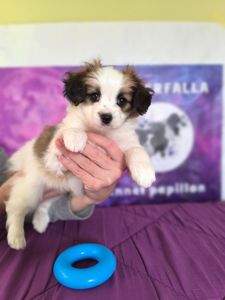 Щенки породы Папильон и фален