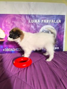 Щенки породы Папильон и фален