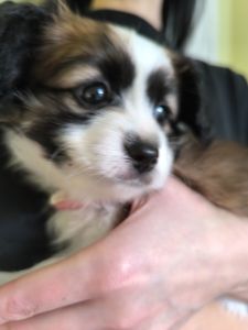 Щенки породы Папильон и фален