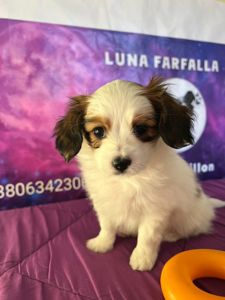 Щенки породы Папильон и фален