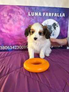 Щенки породы Папильон и фален