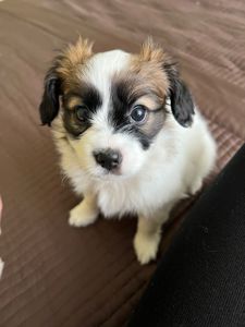 Щенки породы Папильон и фален