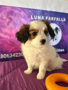 Щенки породы Папильон и фален