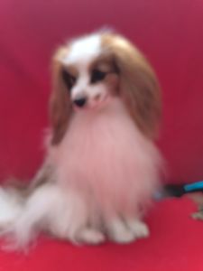 Щенки породы Папильон и фален