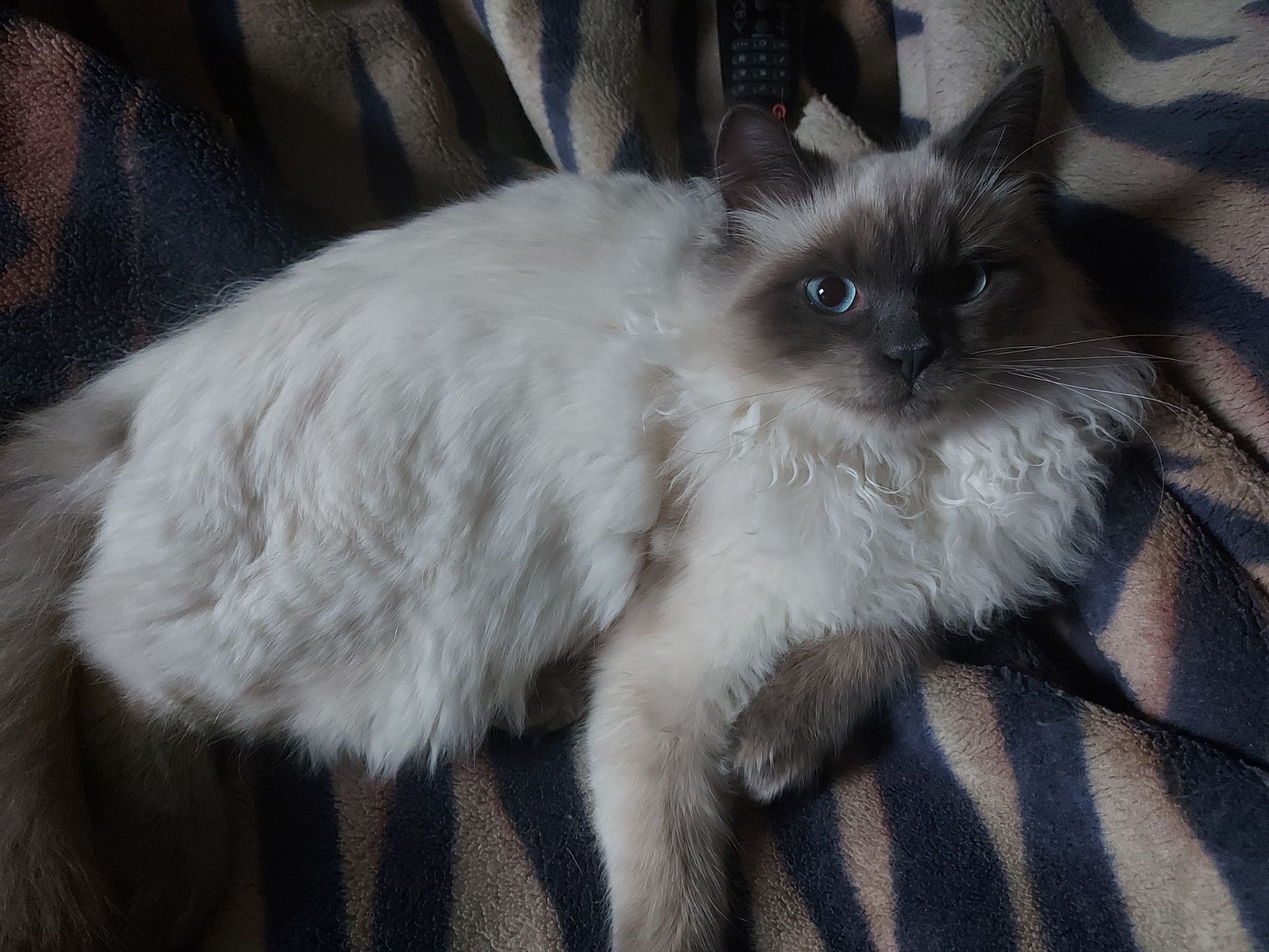 Котик и кошечка Невская