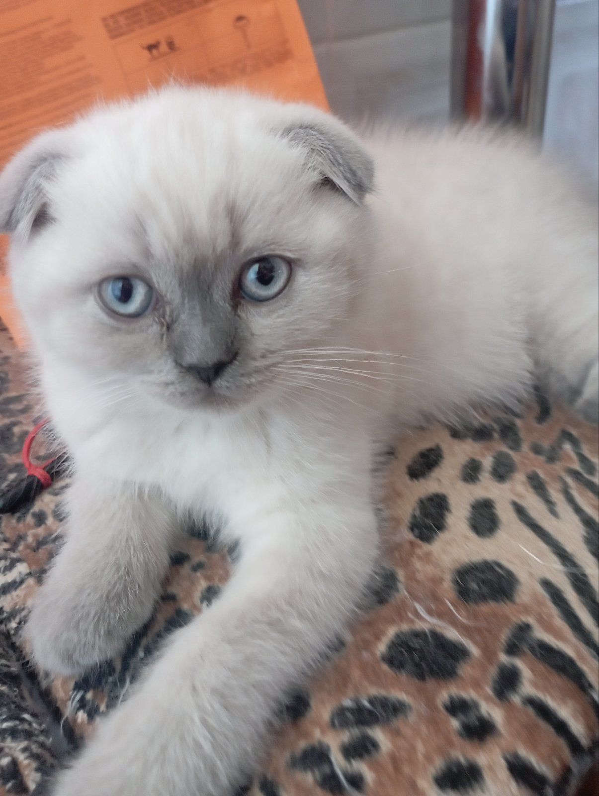 Грайливі Неперевершено Шотландські Блюпоінти