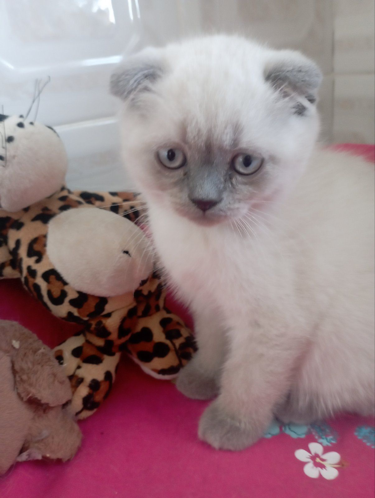 Грайливі Неперевершено Шотландські Блюпоінти