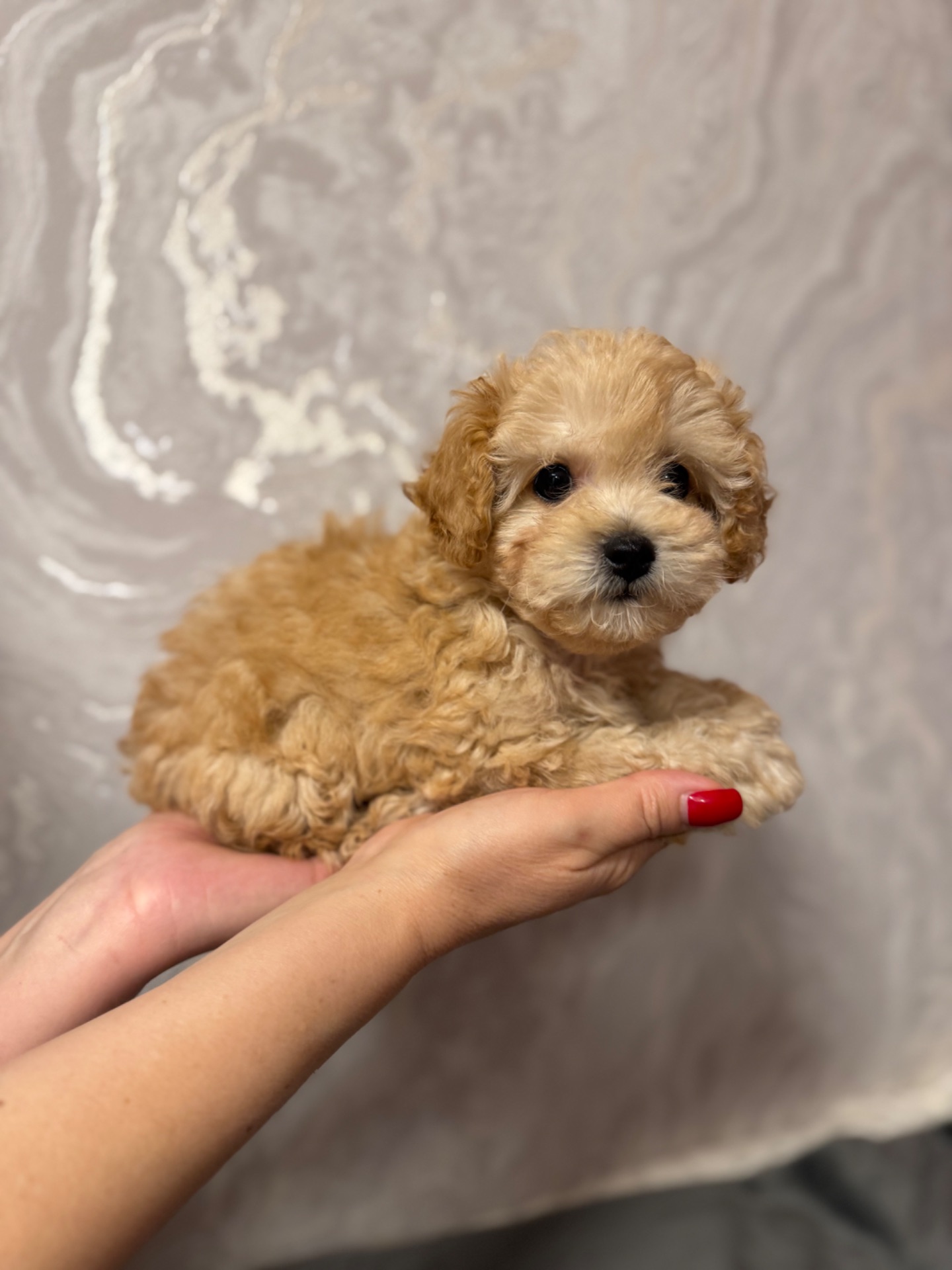 Цуценя мальтипу