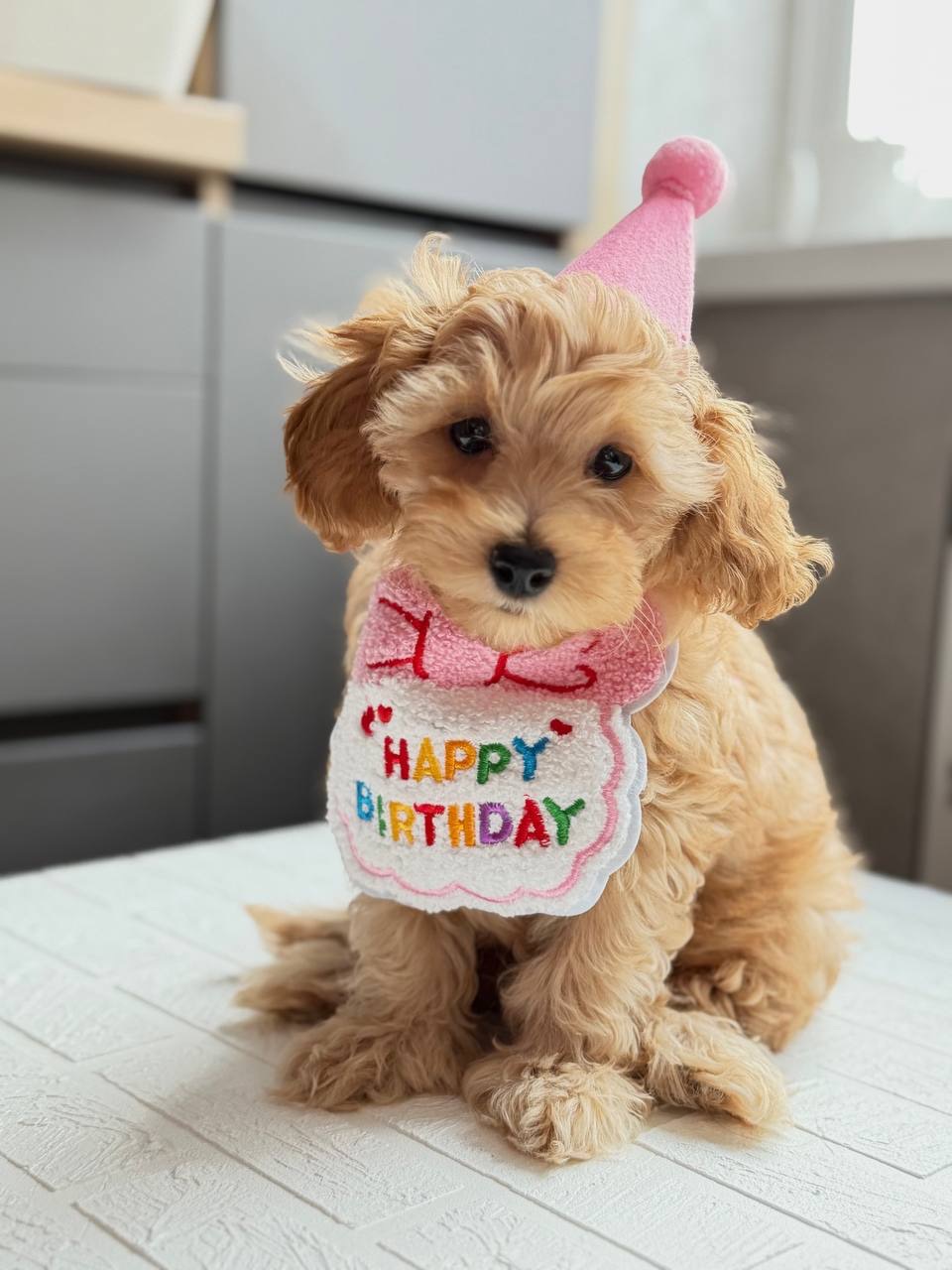 Цуценя мальтипу