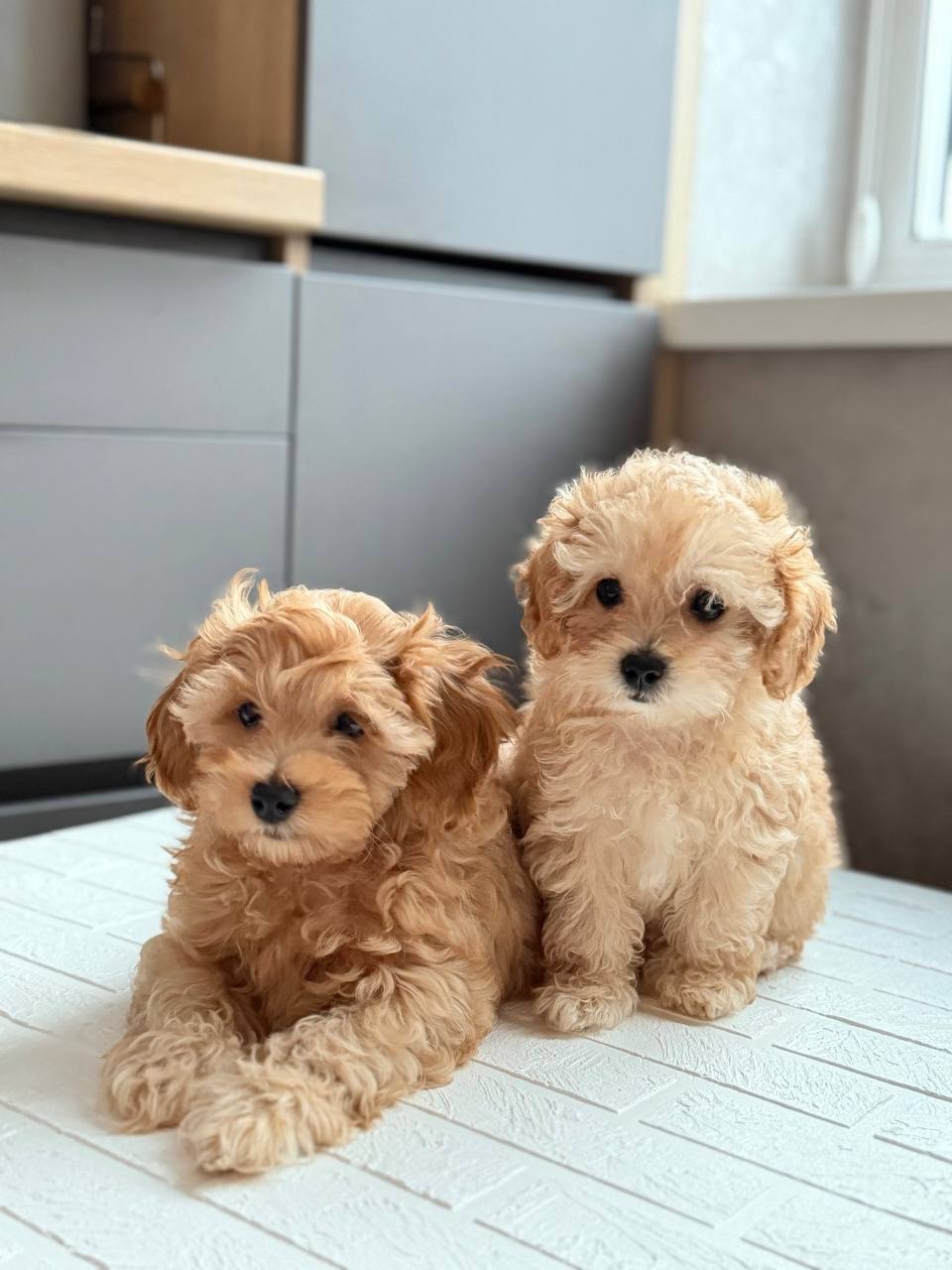 Цуценя мальтипу