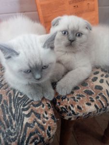 Грайливі Неперевершено Шотландські Блюпоінти